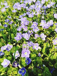 Close-up of purple flowers blooming outdoors