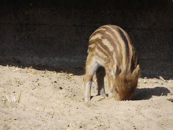 Young wild boar foraging on field