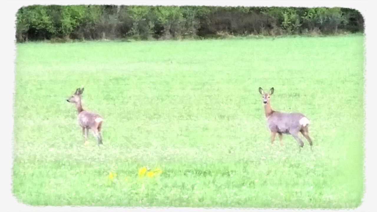 animal themes, transfer print, grass, wildlife, animals in the wild, auto post production filter, field, green color, grassy, nature, two animals, landscape, tree, bird, growth, deer, mammal, full length, beauty in nature, domestic animals