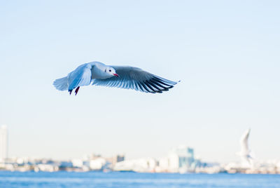 Seagull flying in the sky