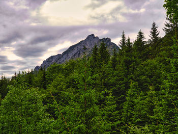 Pine trees in forest against sky