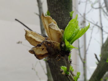 Close-up of plant