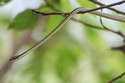 Close-up of plant