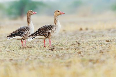 Ducks on field