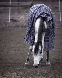 Horse walking on field