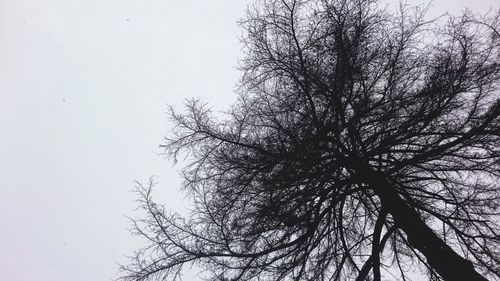 Low angle view of bare tree against clear sky