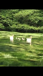 Swan floating on lake