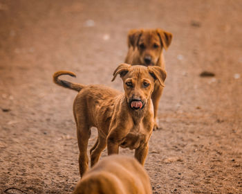 Brown dogs on field