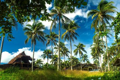 Coconut palm trees on grassy field by houses against sky