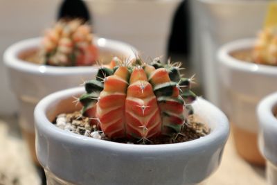 Close-up of succulent plant in bowl