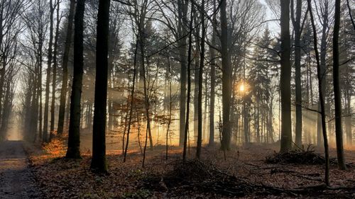 Sunlight streaming through trees in forest