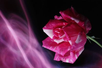 Close-up of pink rose flower against black background