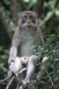 Portrait of a monkey