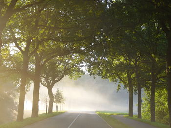 Empty road along trees