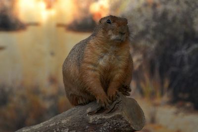 Close-up of squirrel