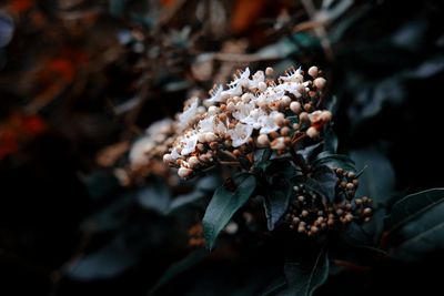 Close-up of wilted plant