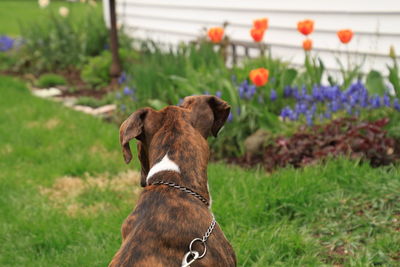 Close-up of a dog on field
