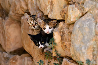 Portrait of kittens hiding in stone wall