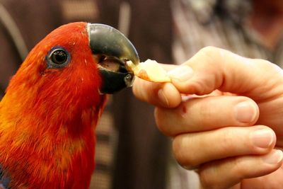 Close-up of parrot