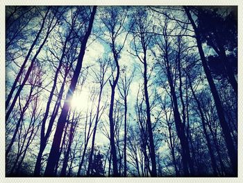 Low angle view of trees