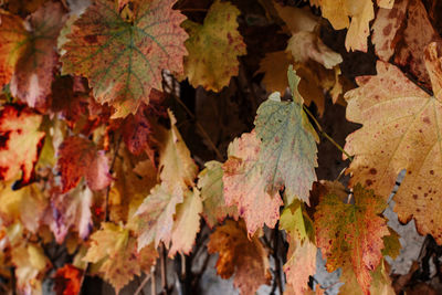 Selective focus of colorul autumn leaves, fall colros, background.
