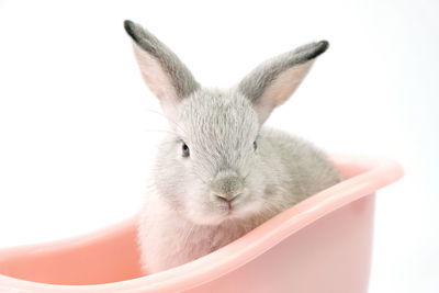 Close-up of a cat over white background