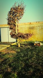 Tree on field against clear sky