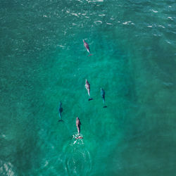 Aerial view of dolphins swimming in sea