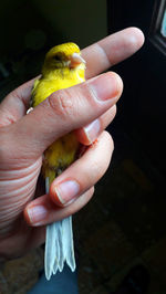 Close-up of hand holding small bird