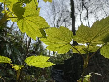 Close-up of leaves on tree during autumn
