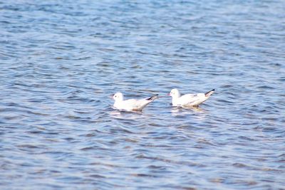 Ducks swimming in lake