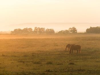 Horses grazing on field against sky