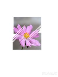 Close-up of pink flower over white background