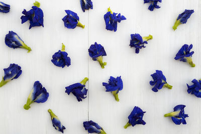 High angle view of purple flowers against white background