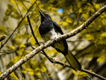 Low angle view of bird perching on branch