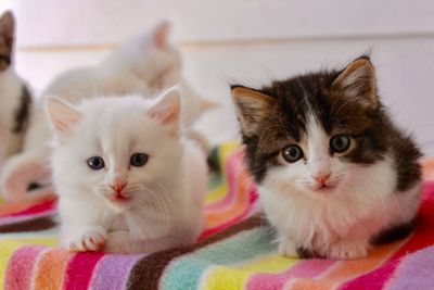 Portrait of cat with kitten