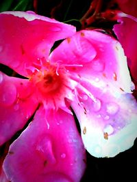 Close-up of pink flower