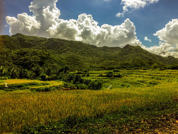 Jaybanga rice terraces