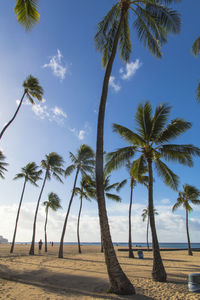 Palm trees on beach against sky