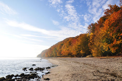 Autumn trees at beach