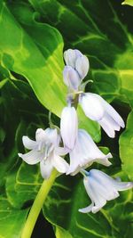 Close-up of white flowers