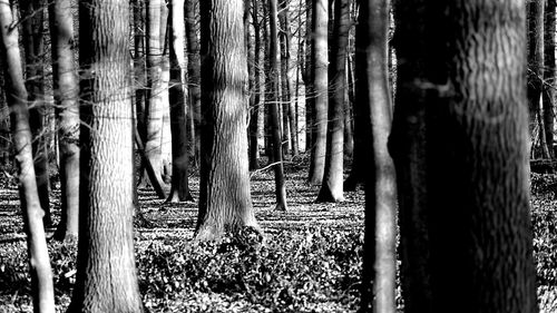 Close-up of tree trunk in forest