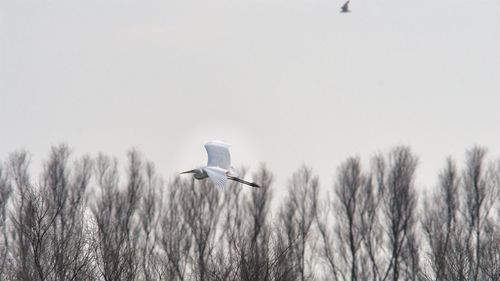 Low angle view of bird flying against the sky