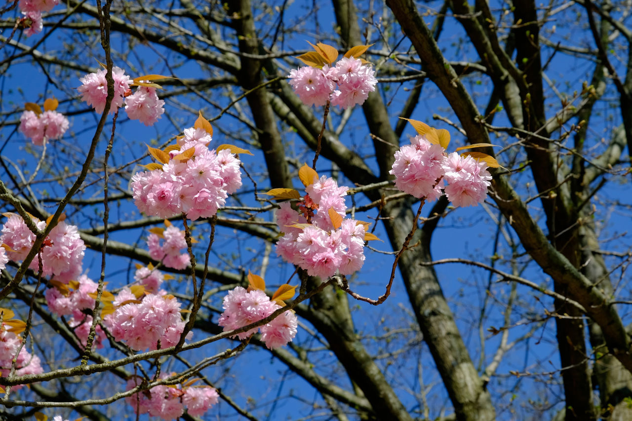 CLOSE-UP OF PINK CHERRY BLOSSOMS IN SPRING