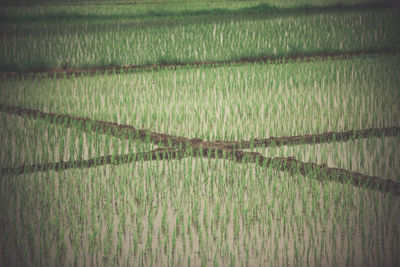 Scenic view of rice field