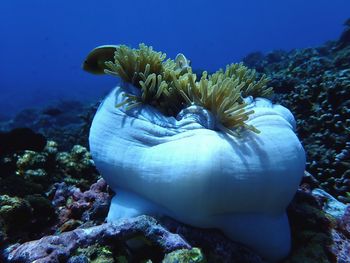 Close-up of coral