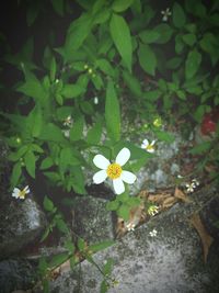 Close-up of white flowers blooming outdoors