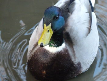 Close-up of a bird