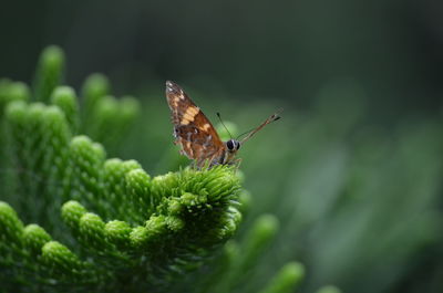 Close-up of butterfly perching on leaf