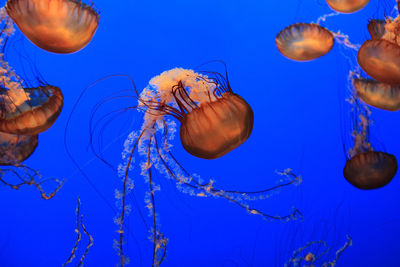 Close-up of jellyfish in water against blue sky